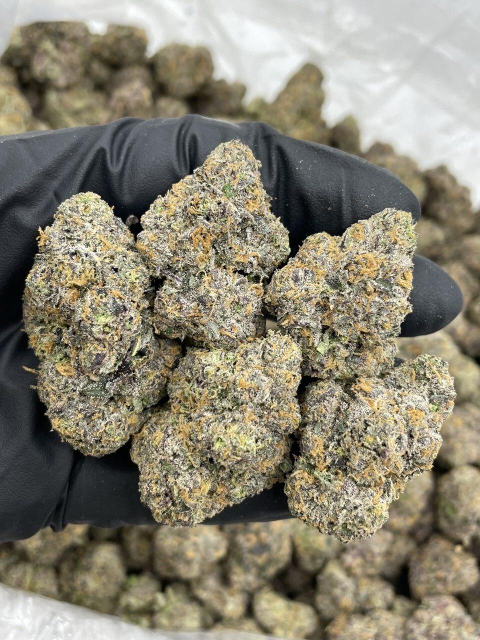 Versace skittlez indoor