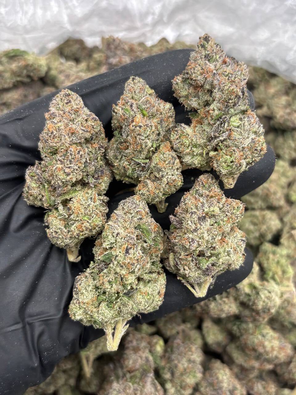 Bubblegum runtz indoor