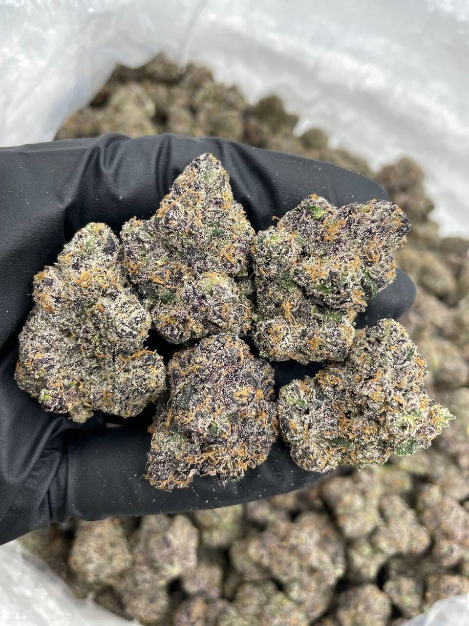 Cherry fundip indoor 🍬🍒
