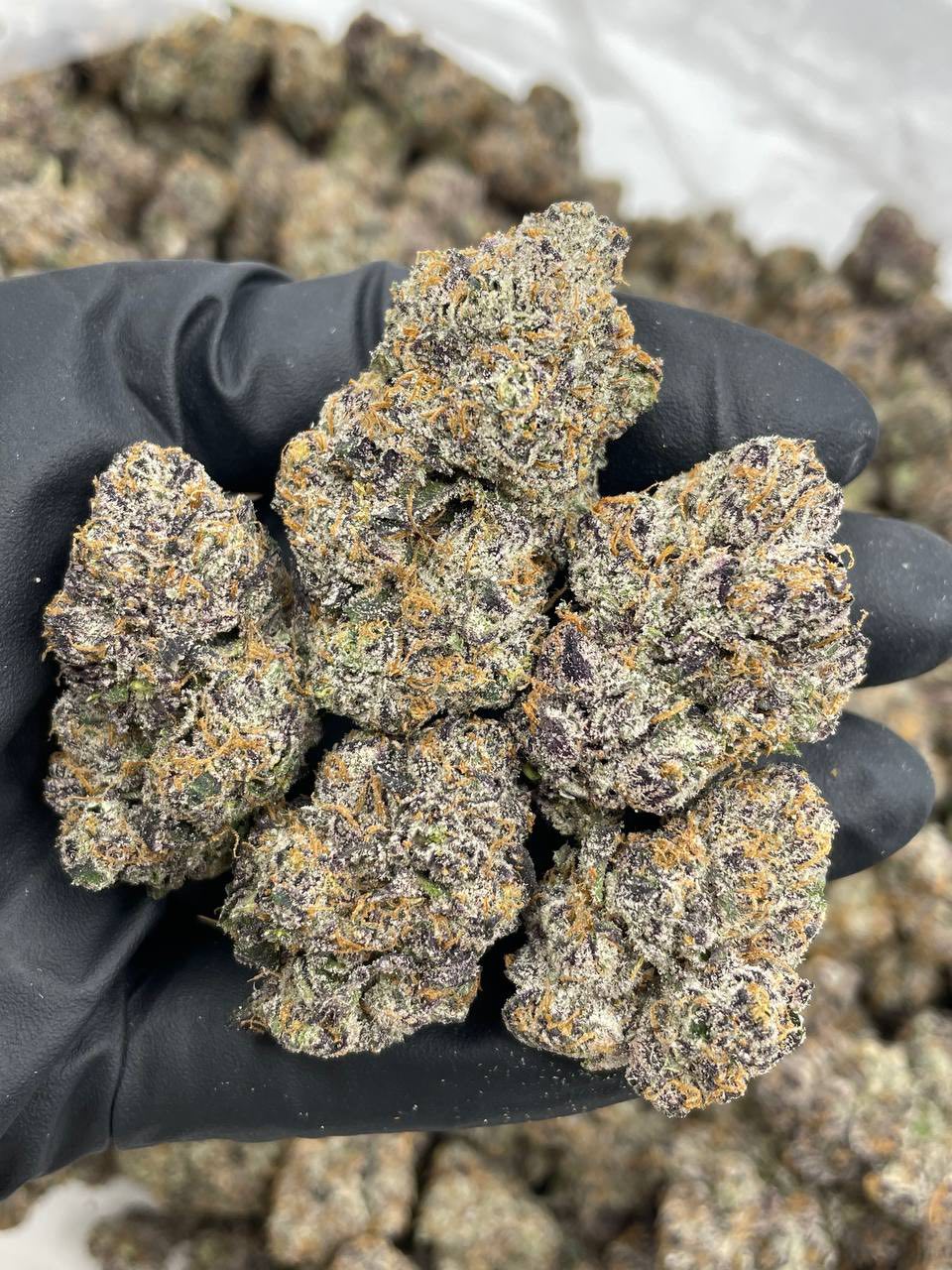 Bubblegum runtz indoors