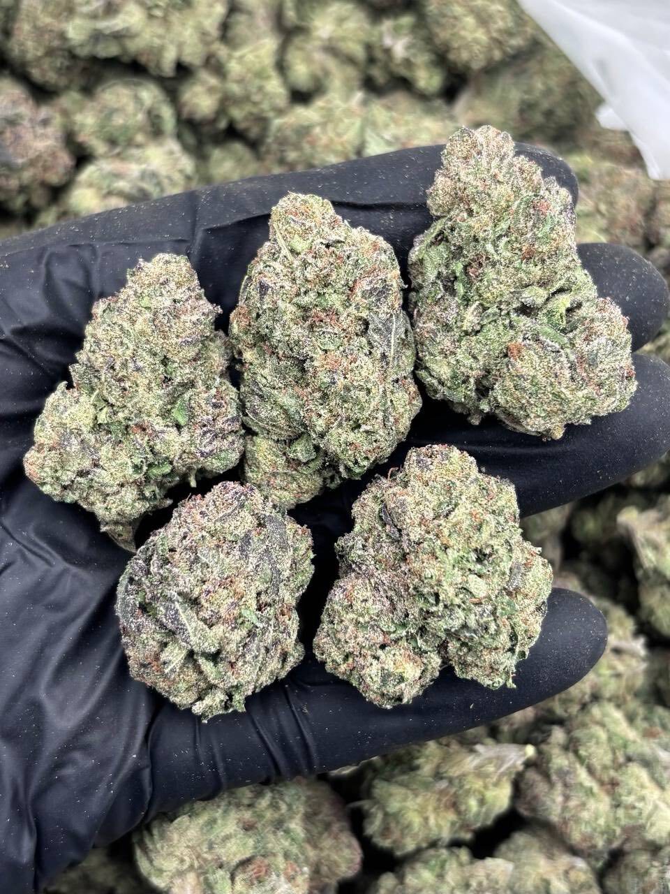 Cherry popperz mixed light 🍒