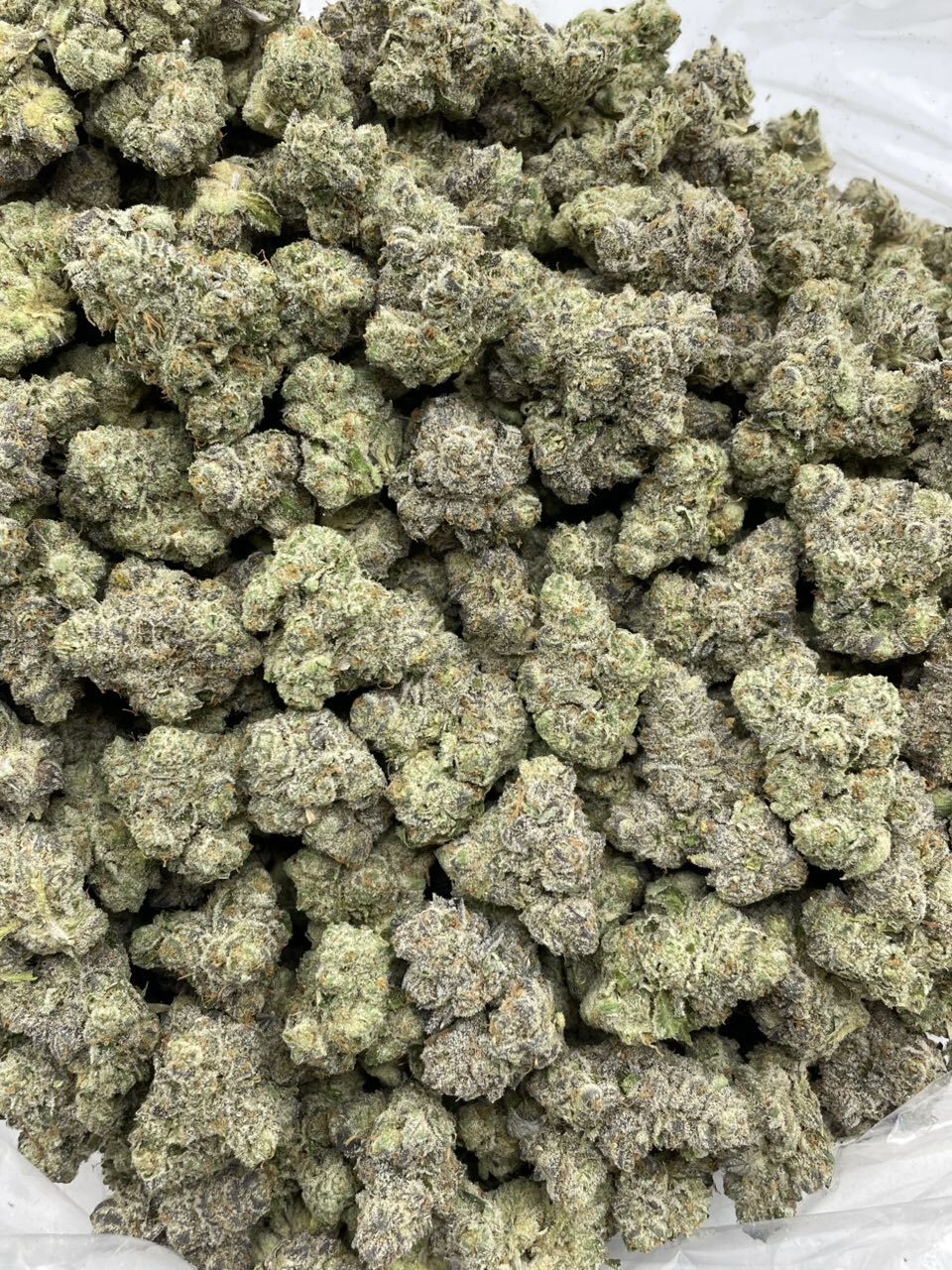 Mendo Zookies indoors photo 2