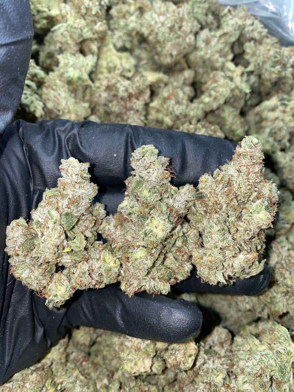 Gorilla glue indoors 🫈 photo 2