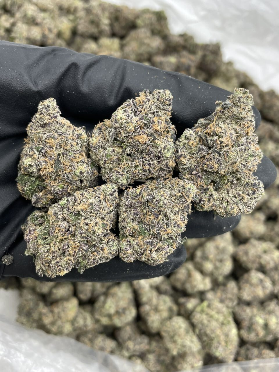 Pistachio Gelato indoors 🍨
