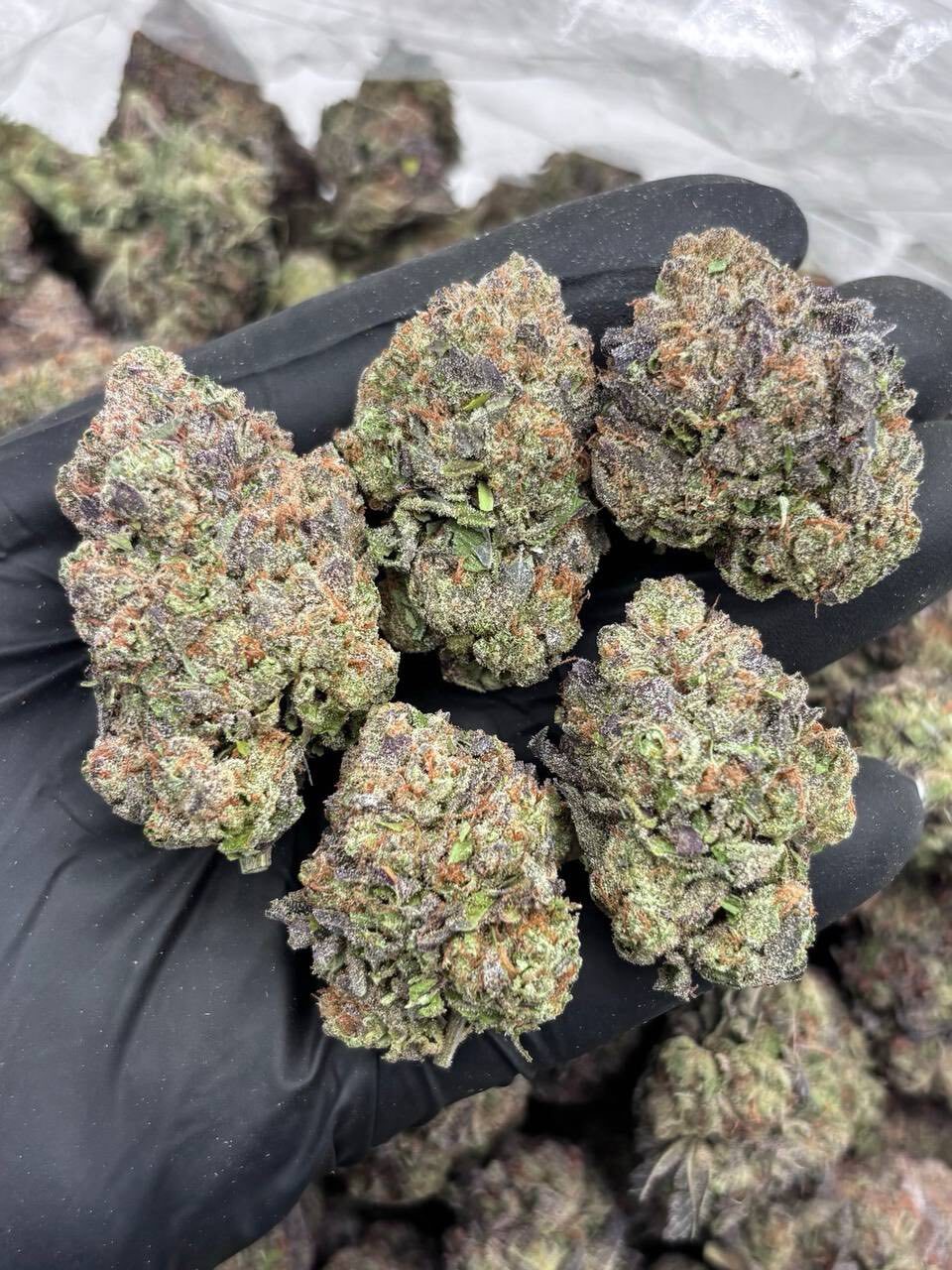 Sour Cotton Candy mixed lights 🍭