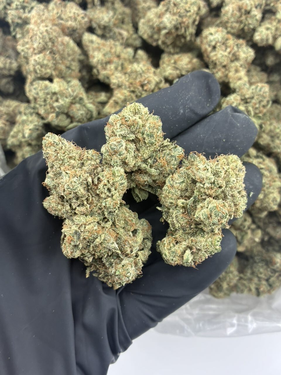 King Louie OG