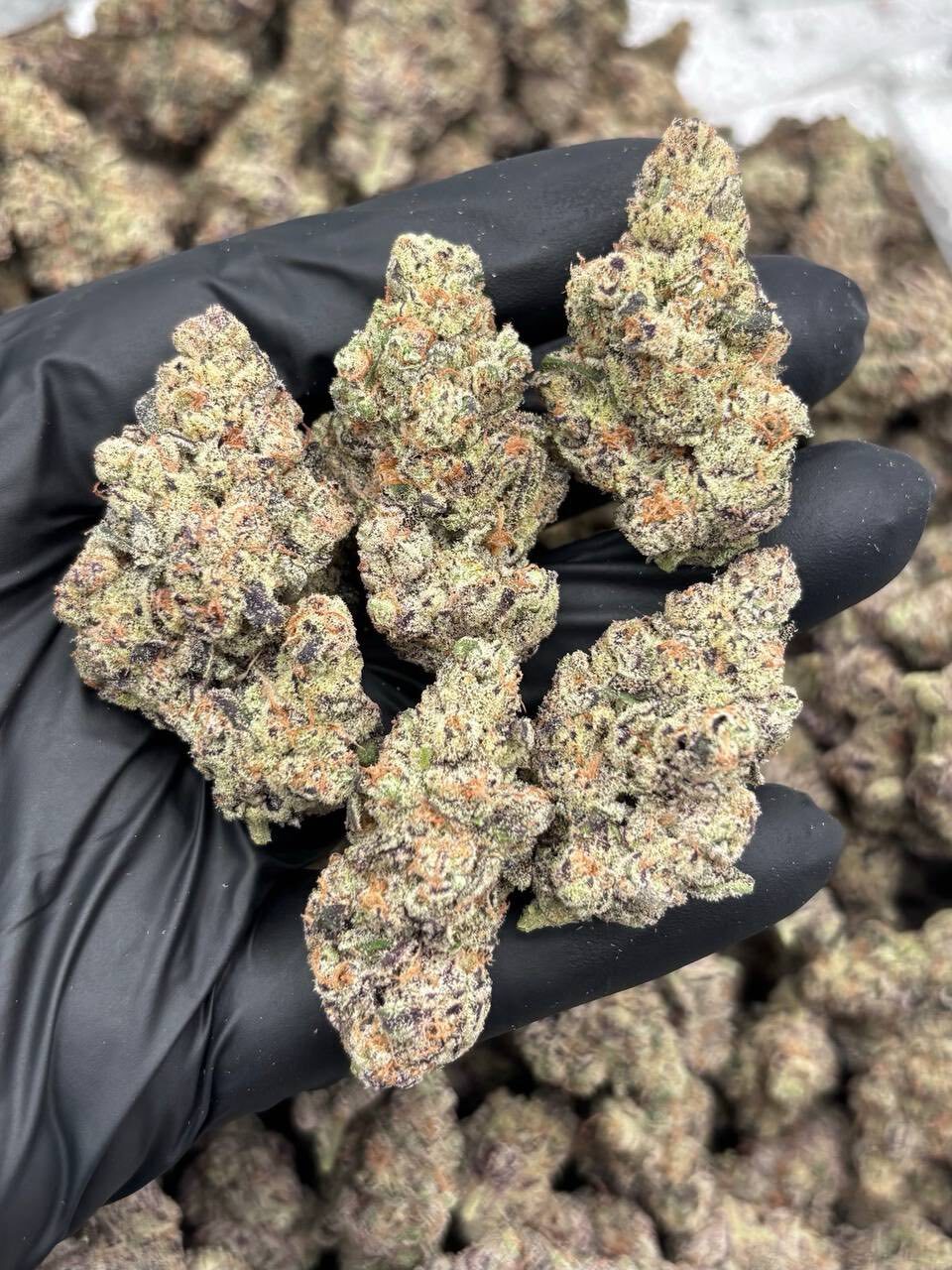 Trapzilla indoors 🍬⛽️ photo 2