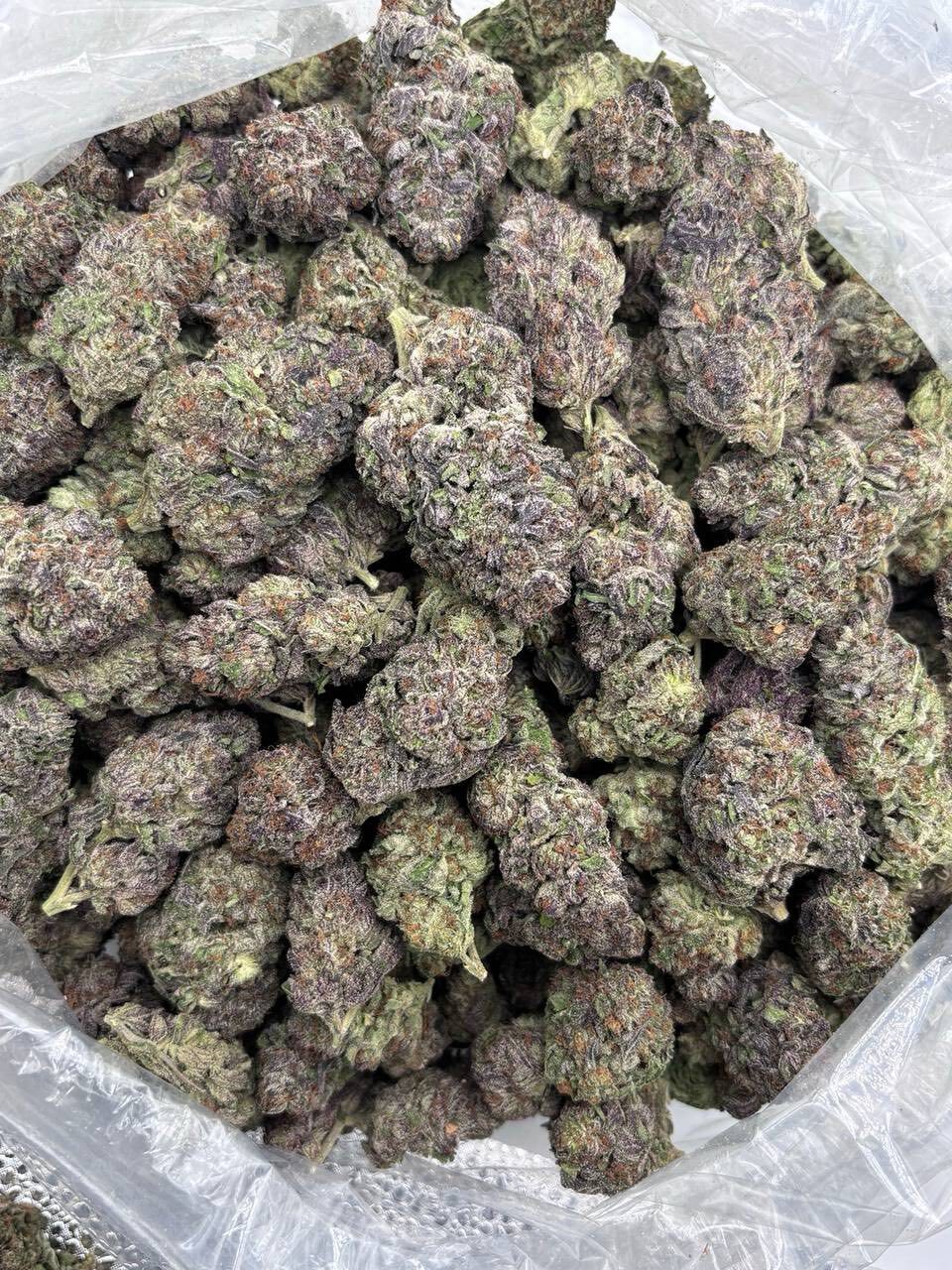 Chocolope AAA+ photo 2