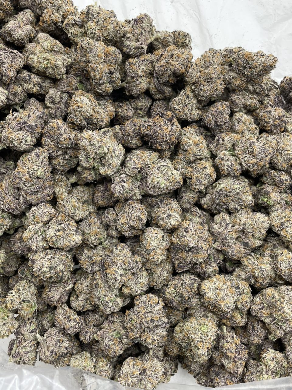 Zaza Berries indoors 🍭🔥 photo 2