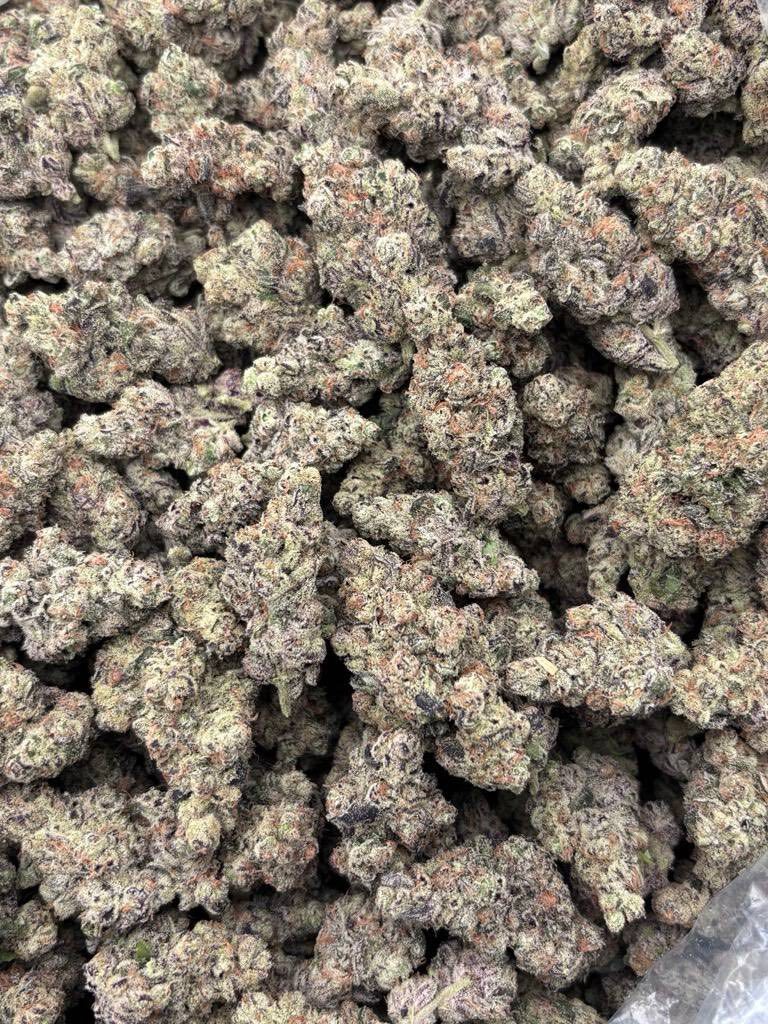 Trapzilla indoors 🍬⛽️