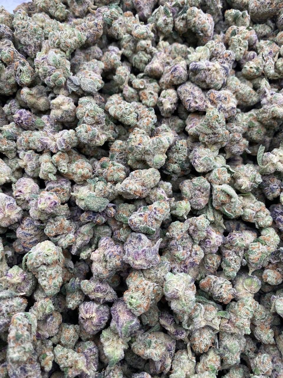 Glitterbomb indoor smalls