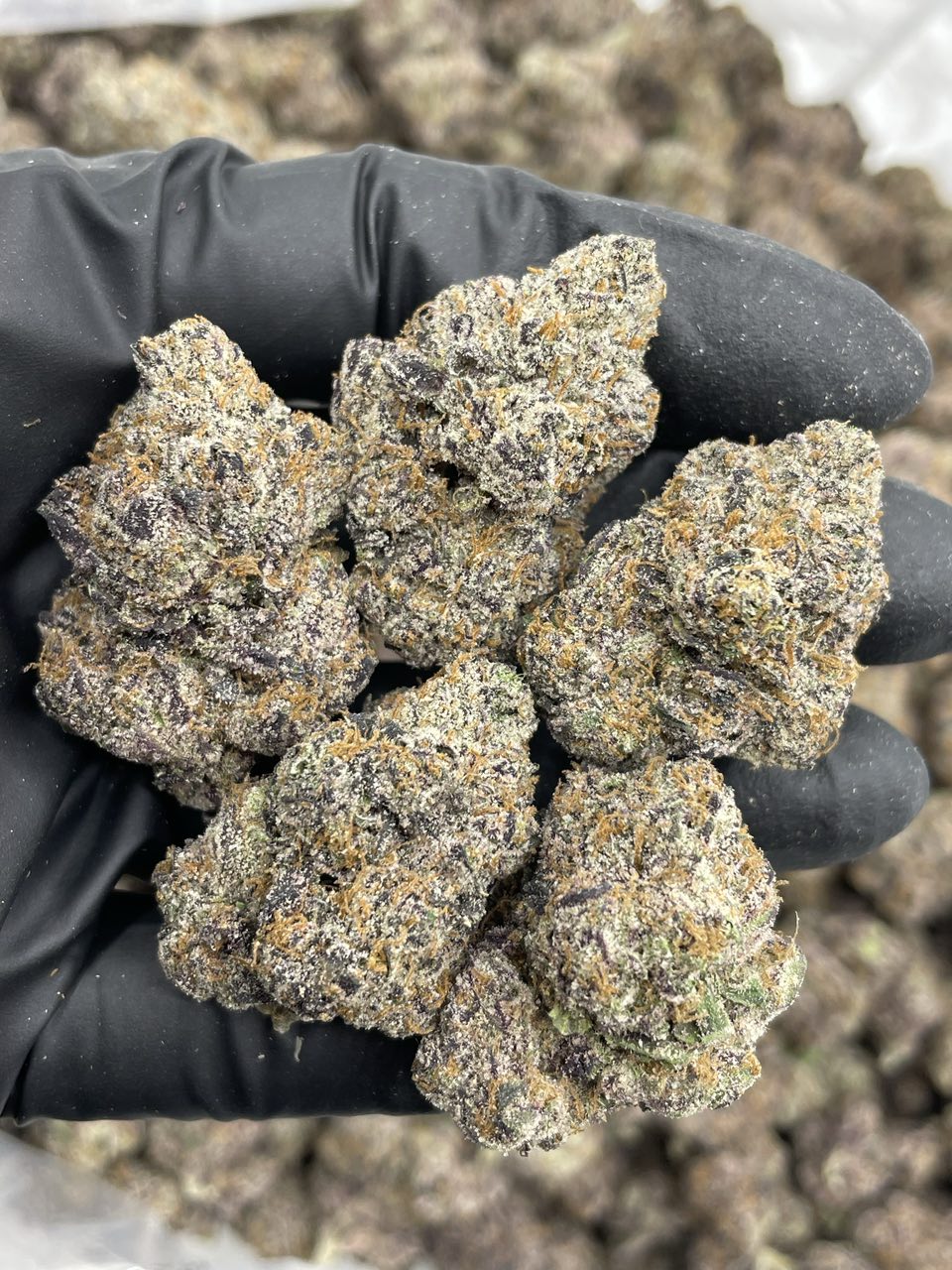 Sweet Tooth indoors 🍭🦷