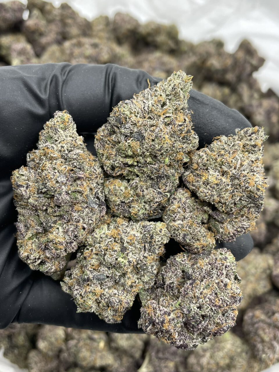 Tropicana Taffy indoors 🏝️🍭