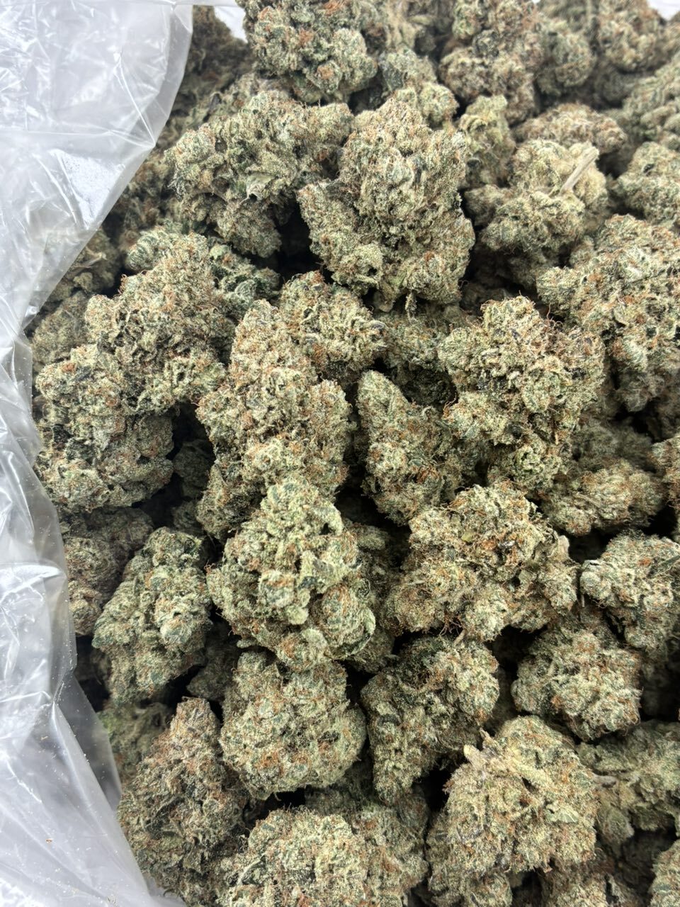 King Louie OG photo 2