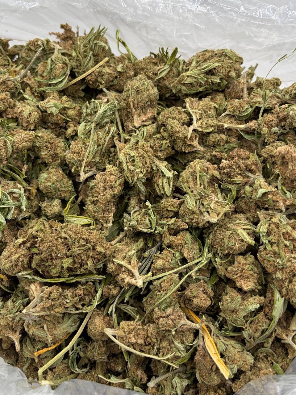Chemdawg lows photo 2