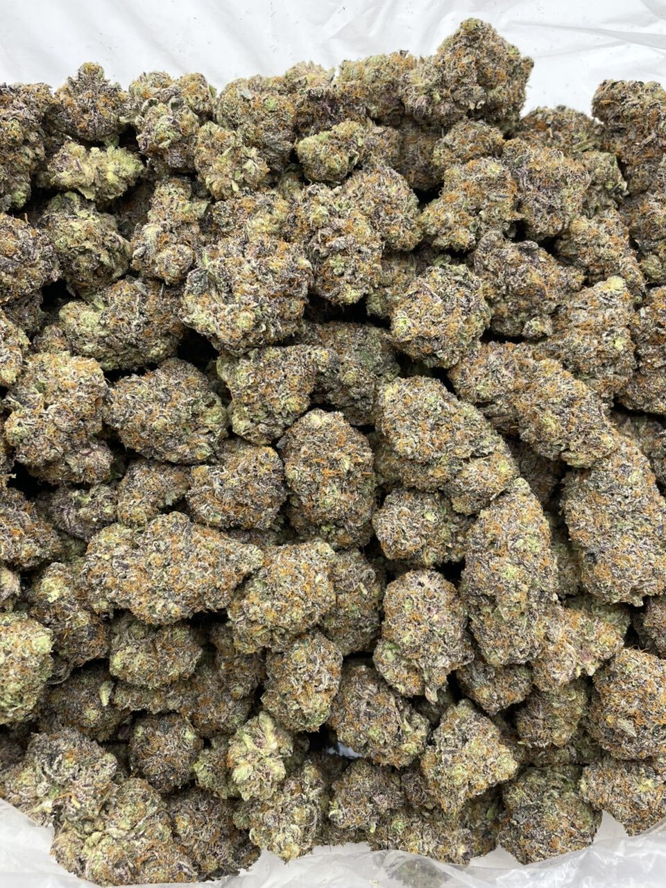 Peach Mimosa indoors 🍑🍾 photo 2