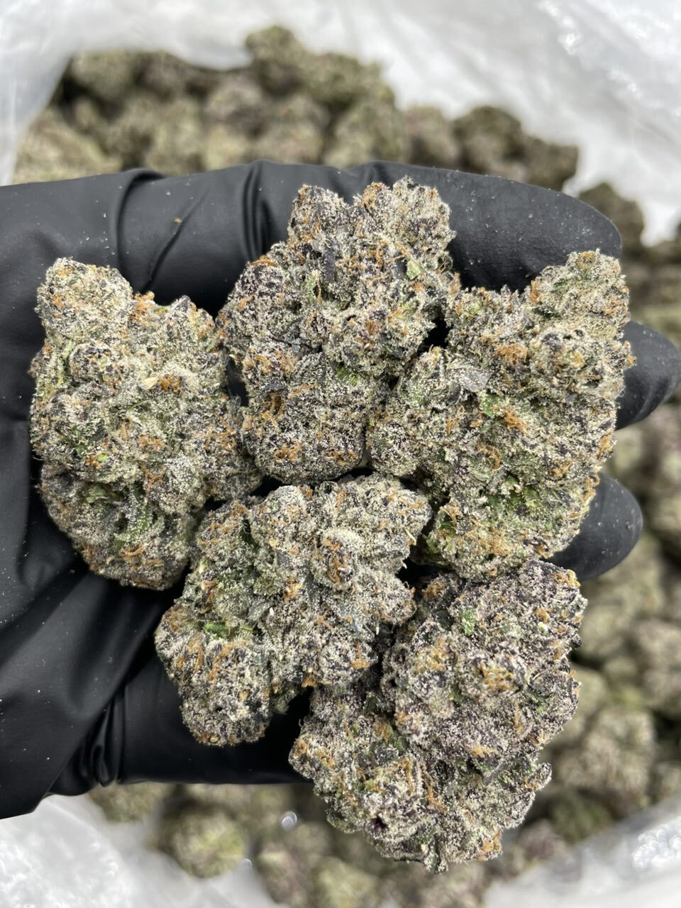 Frozen Cherryade indoors 🧊🍒🍭