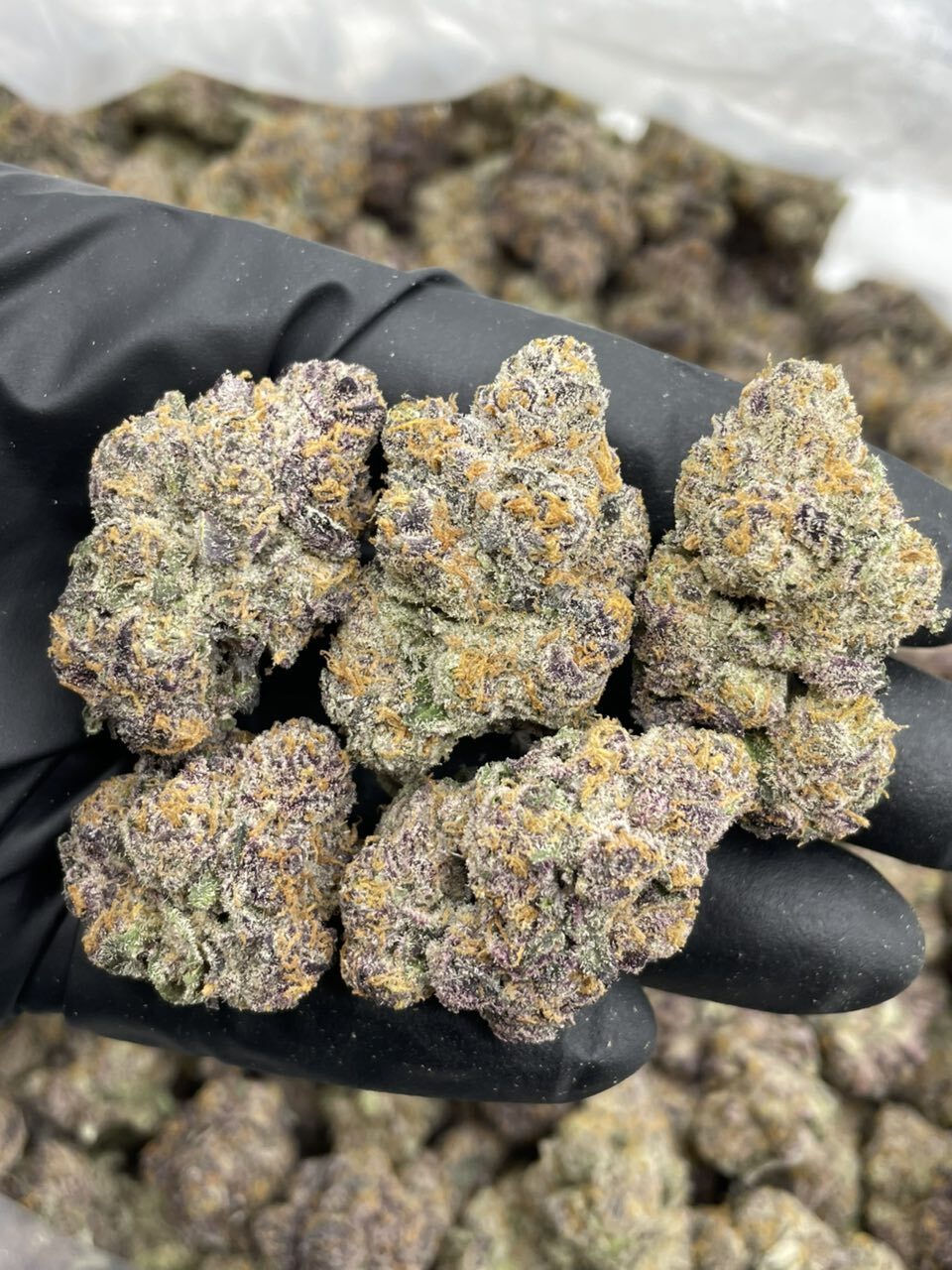 Grape Slurty indoors