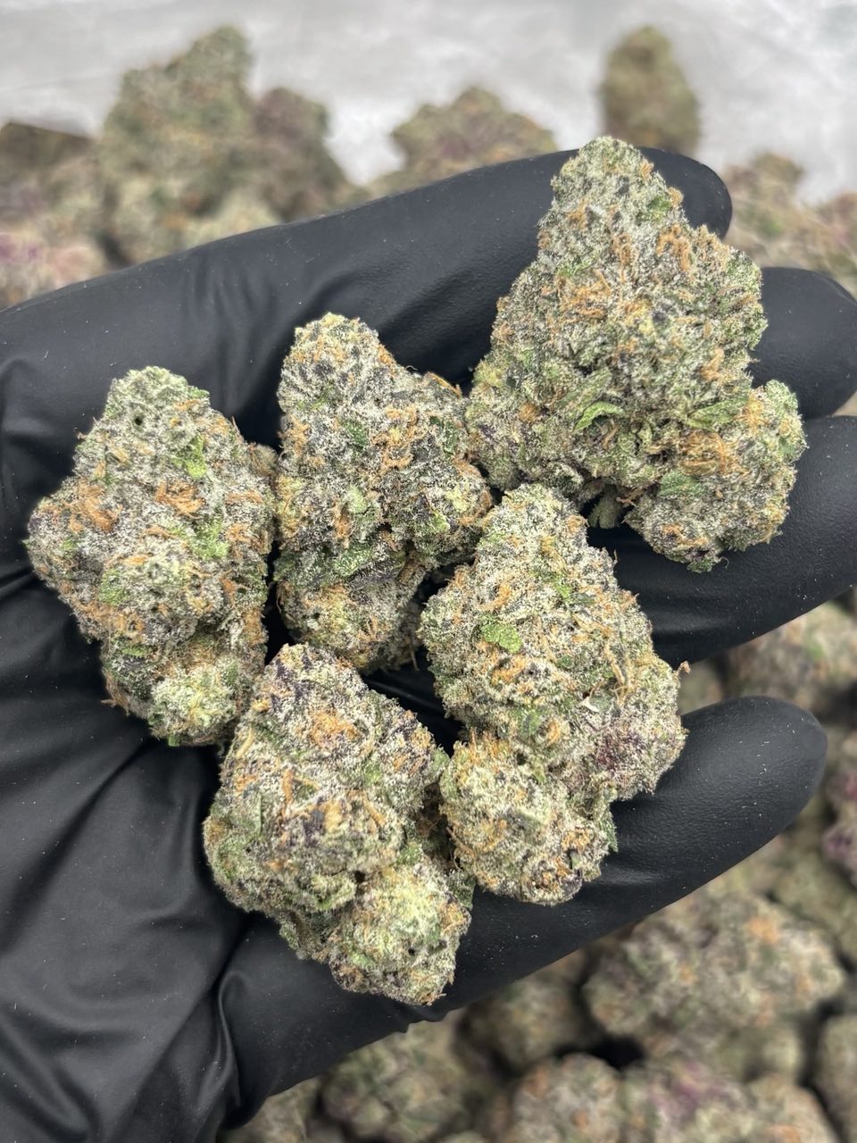 Black magic indoor
