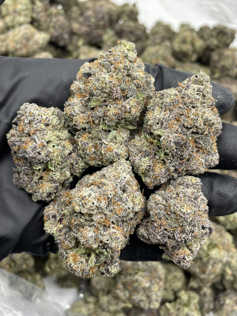 Gorilla Gruntz indoors