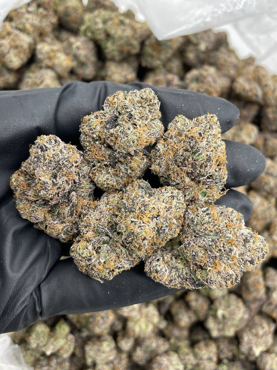 Peach runtz indoors 🔥
