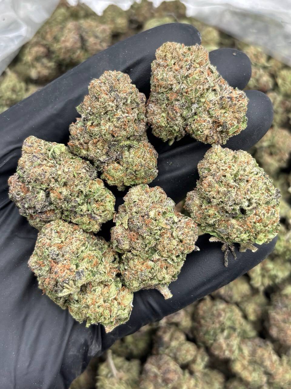 Bubblegum runtz mixed lights 🛁🍬