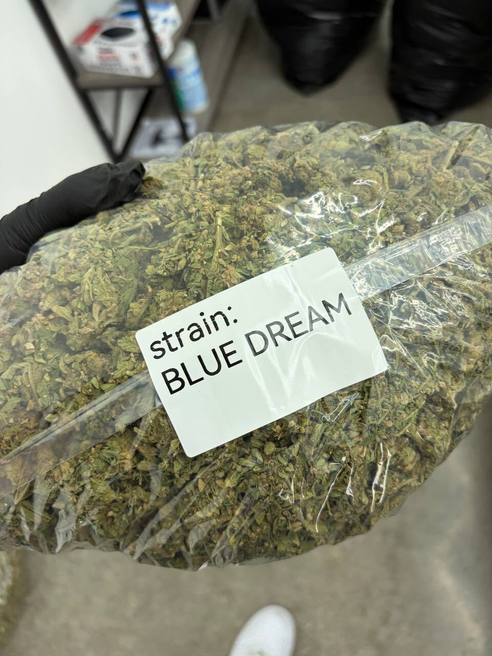 Blue dream lows photo 2