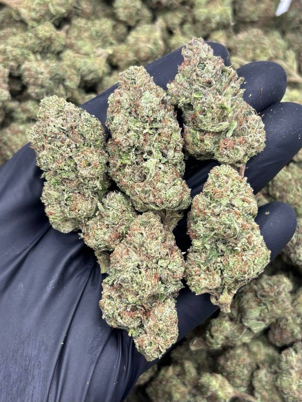 Lemon cherry 🍒 AAA+