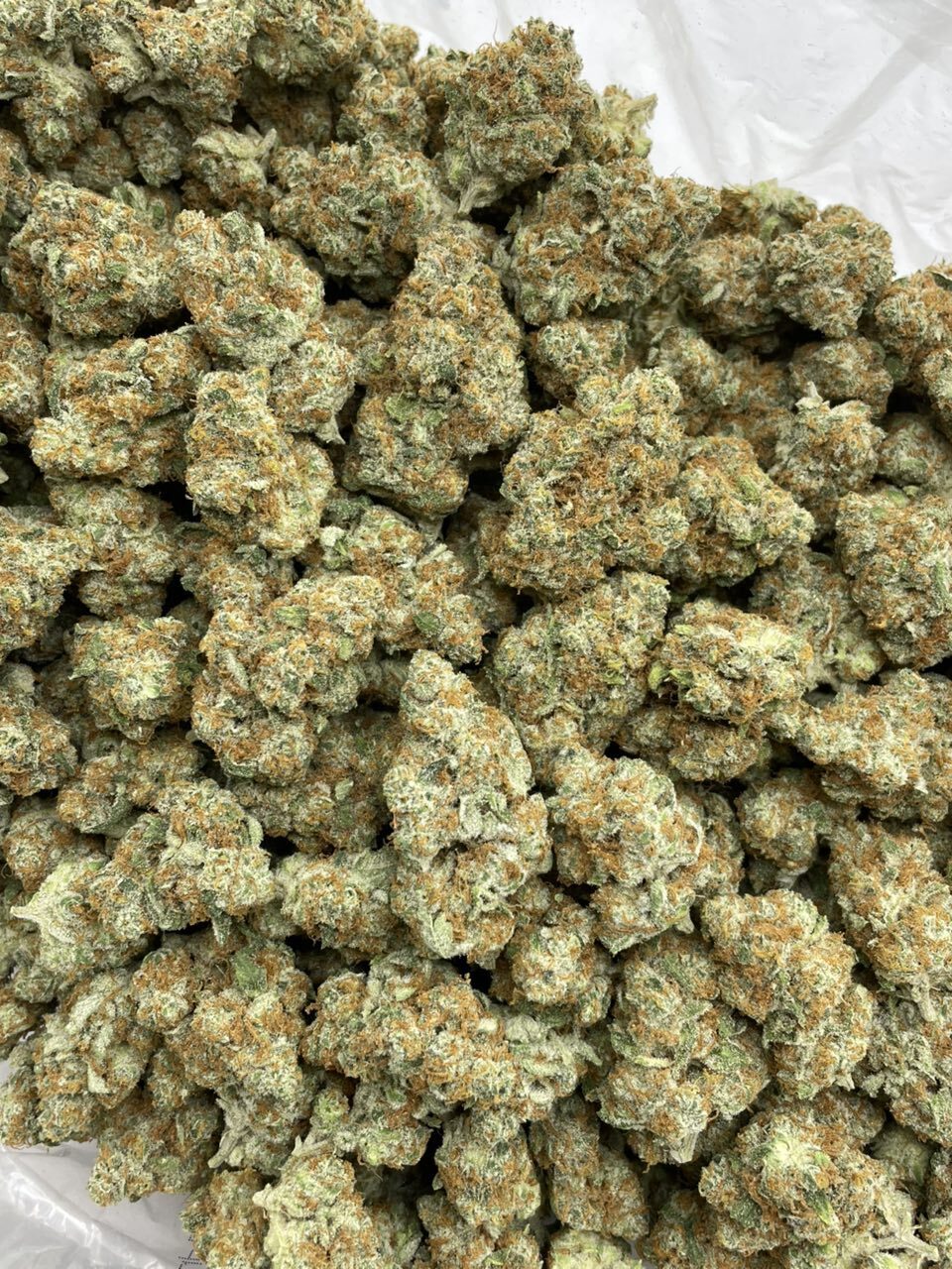Sour Chem indoors photo 2