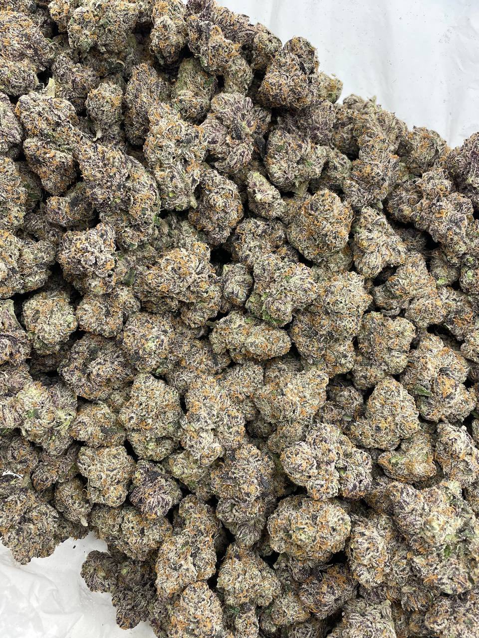 Bubblegum runtz indoors photo 2