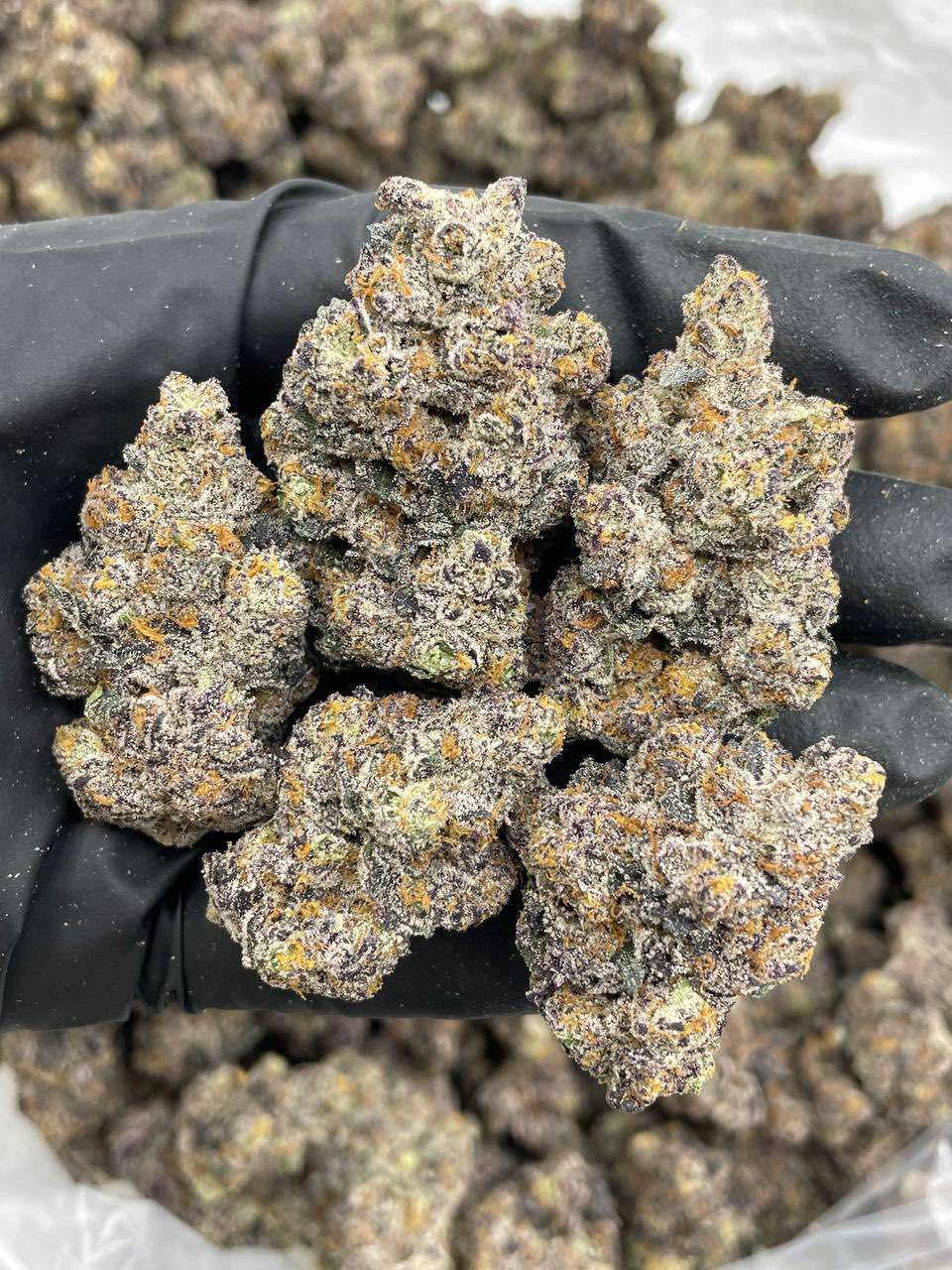 Black cherry sharpie 🖊️ indoors